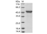 > 90 % as determined by reducing SDS-PAGE.