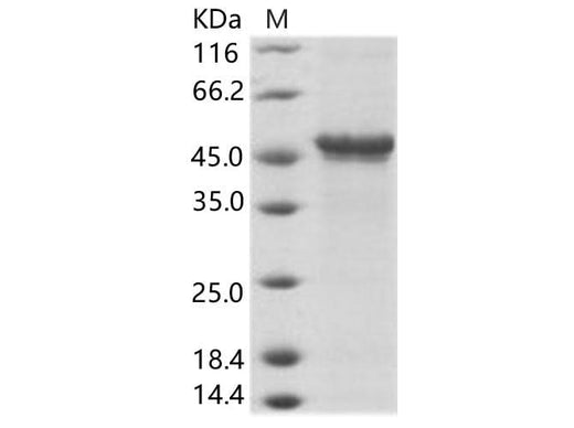 > 90 % as determined by reducing SDS-PAGE.