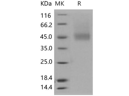 > 92 % as determined by reducing SDS-PAGE.
