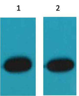 RFP-Tag Mouse pAb