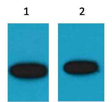 GFP-Tag Mouse pAb