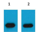 mCherry-Tag Mouse pAb