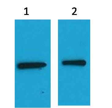 EYFP-Tag Mouse pAb
