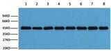 Plant-actin Rabbit pAb