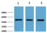 FH/Fumarase Rabbit pAb