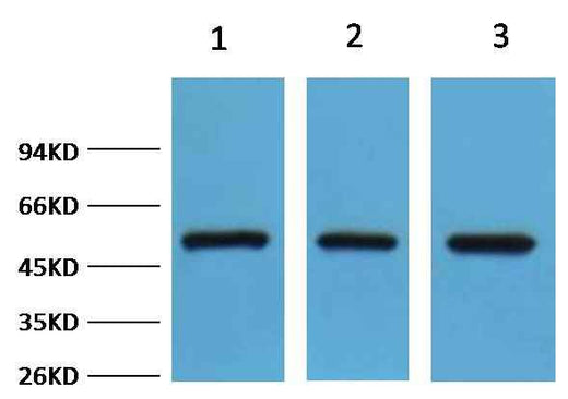 FH/Fumarase Rabbit pAb