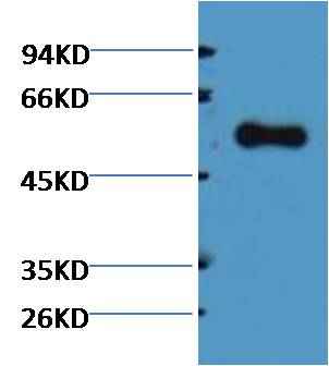 Alliinase Rabbit pAb