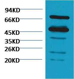 Rubisco Mouse pAb