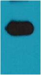 mOrange-Tag Mouse pAb 50µL/100µL
