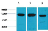 c-Fos Rabbit pAb