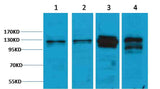Vinculin Rabbit pAb