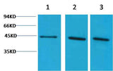 α-Skeletal Muscle Actin Rabbit pAb
