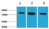 β II Tubulin Rabbit pAb