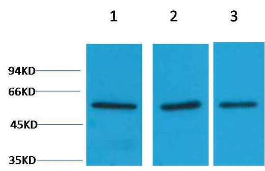 Vimentin Rabbit pAb