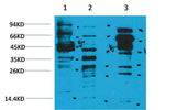 Acetyl Lysine Rabbit pAb