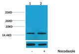 Histone H1(Phospho Thr17) Rabbit pAb