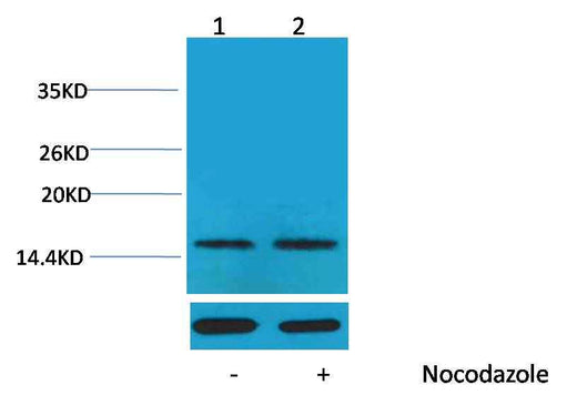 Histone H1(Phospho Thr17) Rabbit pAb