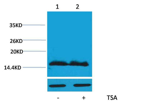 Histone H4(Acetyl Lys91) Rabbit pAb