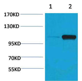 PEPC(Phospho Ser15) Rabbit pAb