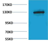 E-Cadherin Rabbit pAb