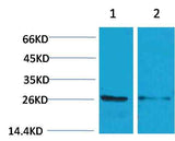 14-3-3 epsilon Rabbit pAb