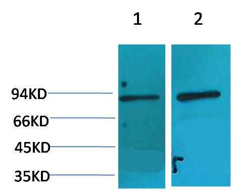 HIF-1 β/ARNT Rabbit pAb