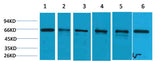 AMPK α1 Rabbit pAb 50µL/100µL