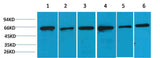 AMPK α2 Rabbit pAb
