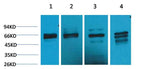 Beclin-1 Rabbit pAb