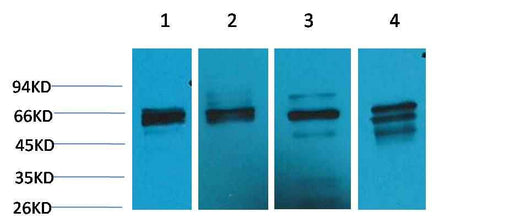 Beclin-1 Rabbit pAb