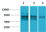 HIF-1β/ARNT Rabbit pAb