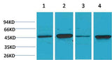 GSK 3β Rabbit pAb