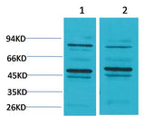 Bestrophin-2 Rabbit pAb 50µL/100µL