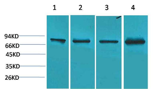 PI3 Kinase P85α Rabbit pAb