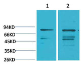 PI3 Kinase P85α Rabbit pAb