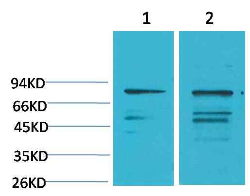 PI3 Kinase P85α Rabbit pAb