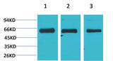 AMPKα1 Rabbit pAb 50µL/100µL