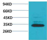 Caspase 3 Rabbit pAb