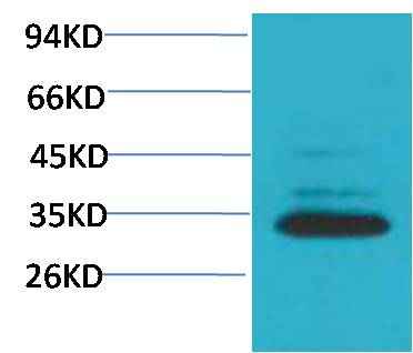 Caspase 3 Rabbit pAb
