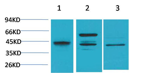 Caspase 8 Rabbit pAb 50µL/100µL