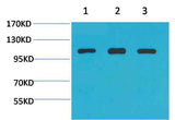 α-actinin Rabbit pAb