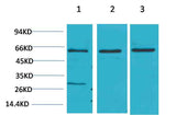 Akt2 Rabbit pAb
