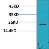 HSPB8/HSP22 Rabbit pAb