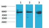 Akt1 Rabbit pAb