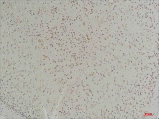 Connexin-26 Rabbit pAb
