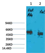 CXCR4 Rabbit pAb