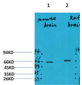 GABA A Receptor α4 Rabbit pAb