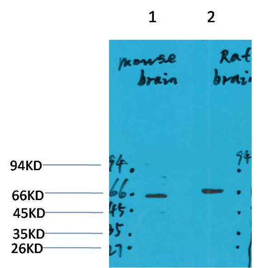 GABA A Receptor α4 Rabbit pAb