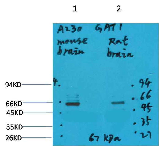GABA Transporter 1 Rabbit pAb