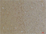 KCNK4(TRAAK) Rabbit pAb